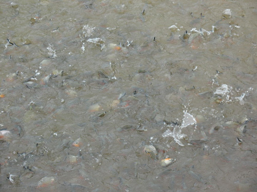 請(qǐng)?zhí)砑訄D片